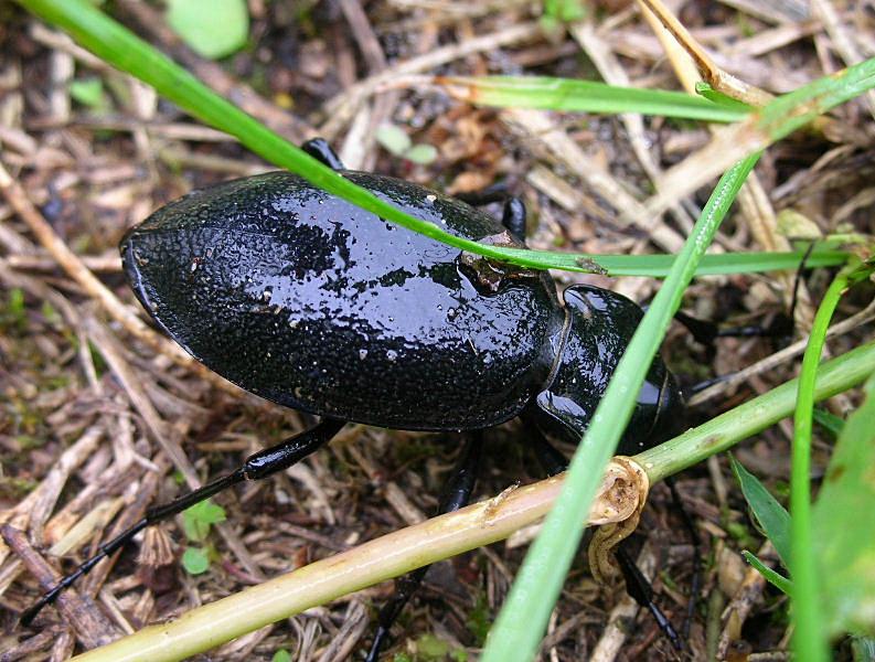 Carabus coriaceus